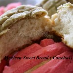 conchas2 conchas2