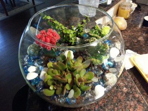 terrarium2